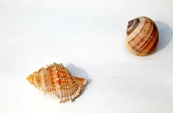 Two sea shell — Stock Photo, Image