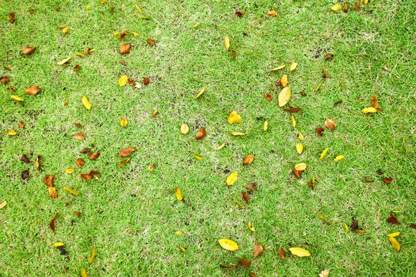 Surface of grass — Stock Photo, Image