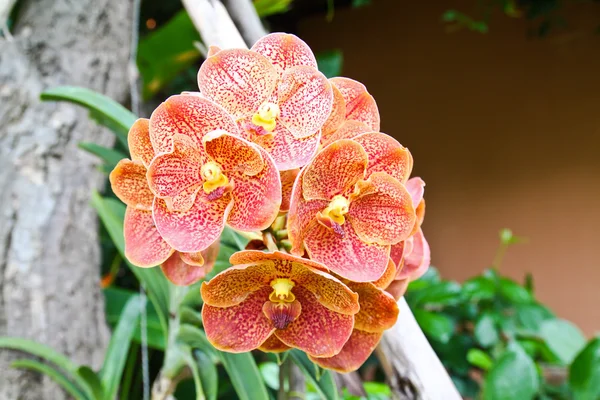 Orquídea naranja — Foto de Stock
