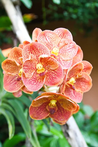 Orquídea naranja — Foto de Stock