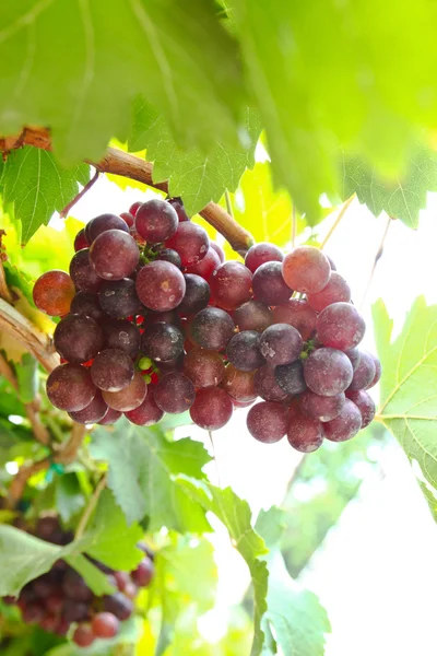 Grape vine — Stock Photo, Image