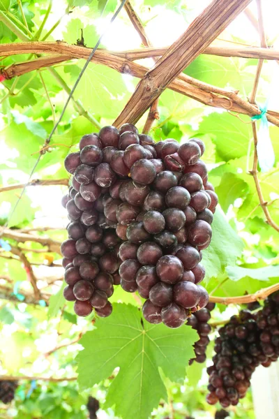 Grape vine — Stock Photo, Image