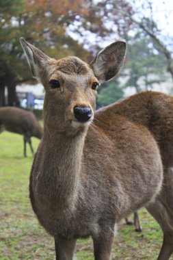 geyikler için de nara