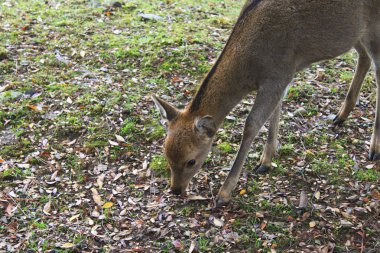 geyikler için de nara