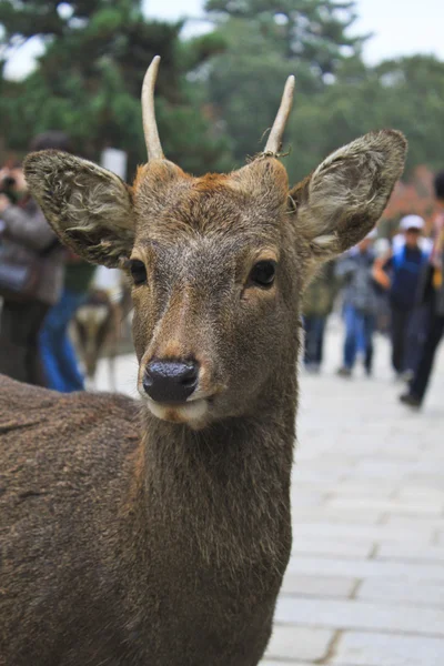 Cervi a Nara — Foto Stock