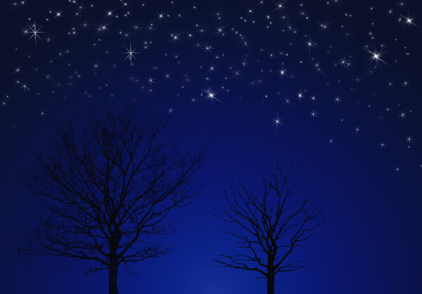 Trees under stars in dark night