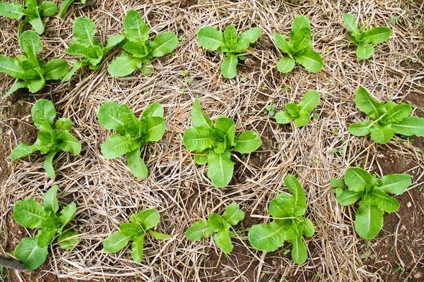 Kleiner Salat — Stockfoto