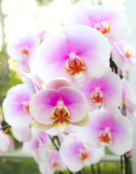 Růžová orchidej — Stock fotografie