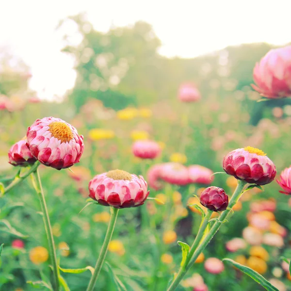 Kleine Blumen — Stockfoto