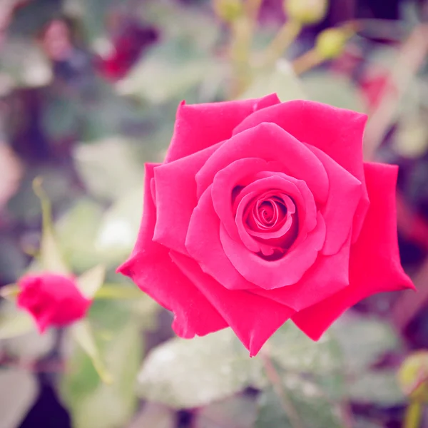 Rote Rose im Garten — Stockfoto