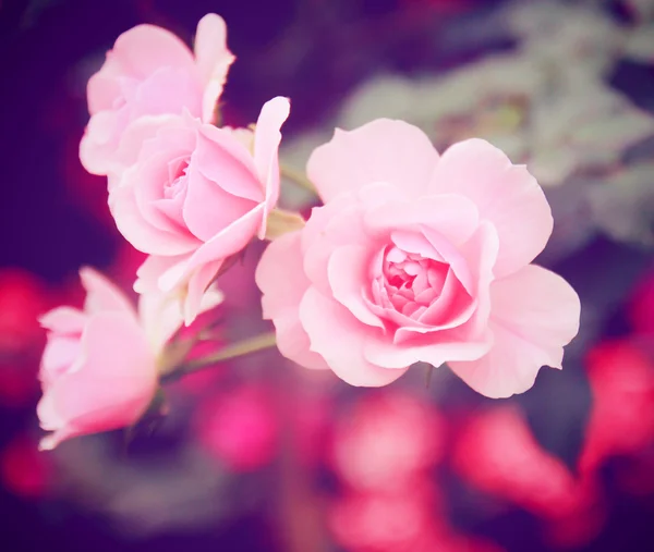 Roze roos in de tuin — Stockfoto