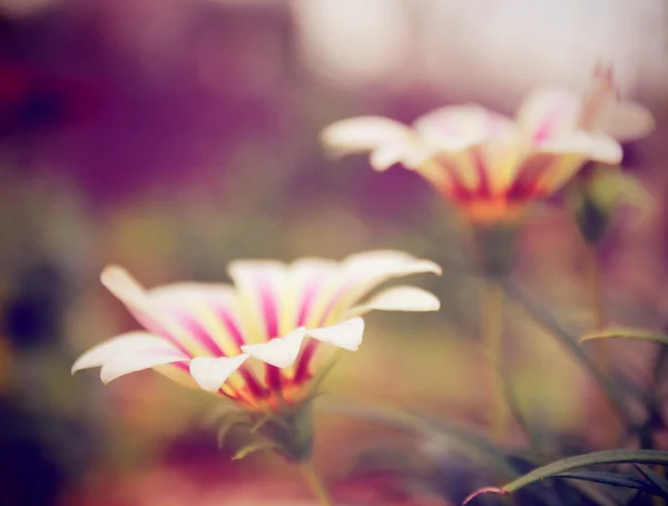 Close-up van bloemen — Stockfoto