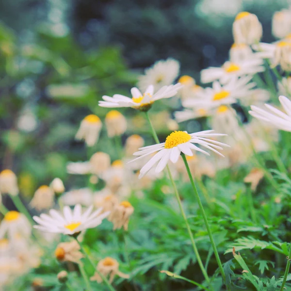 Daisy blommor i trädgården — Stockfoto