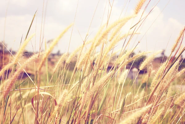 Gouden grasveld — Stockfoto