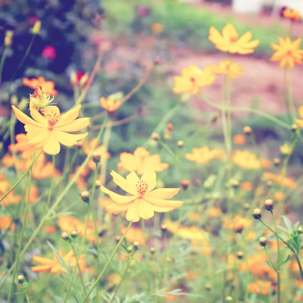 Květy žluté Kosmos — Stock fotografie
