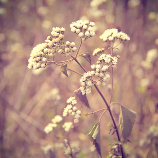 Fleurs de prairie sèches — Photo