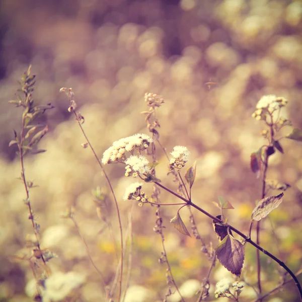 Trockene Wiesenblumen — Stockfoto