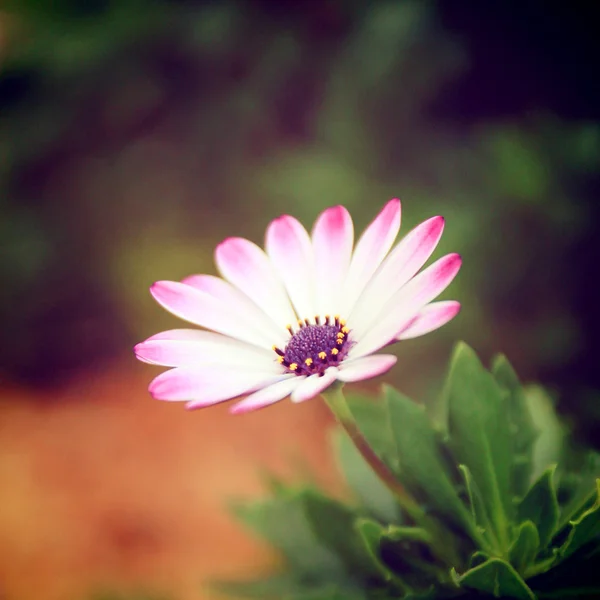 Flower bud — Stockfoto