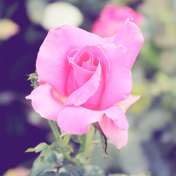 Rosa en el jardín — Foto de Stock