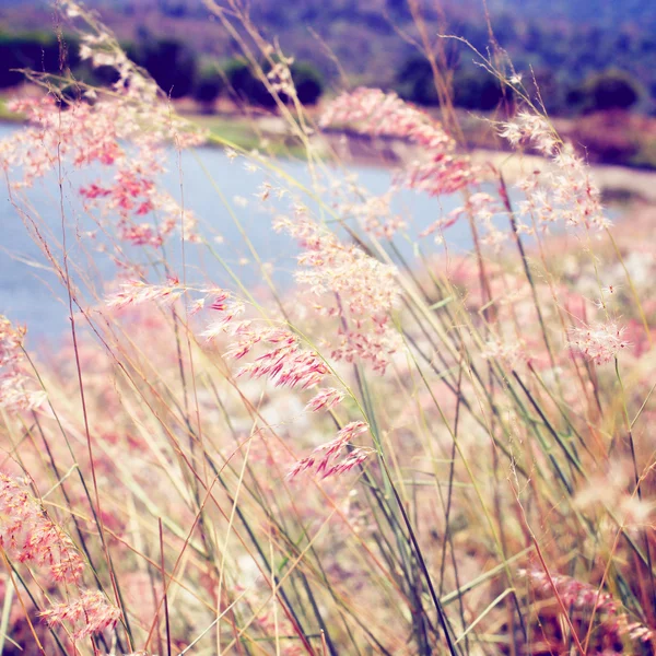 Pembe çim sahası — Stok fotoğraf