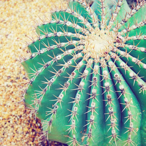 Kaktus di taman — Stok Foto