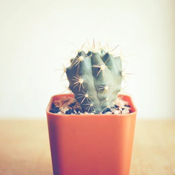 Cactus for decoration — Stock Photo, Image