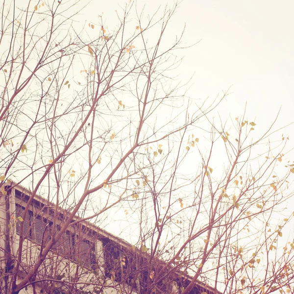 Baum und Haus — Stockfoto
