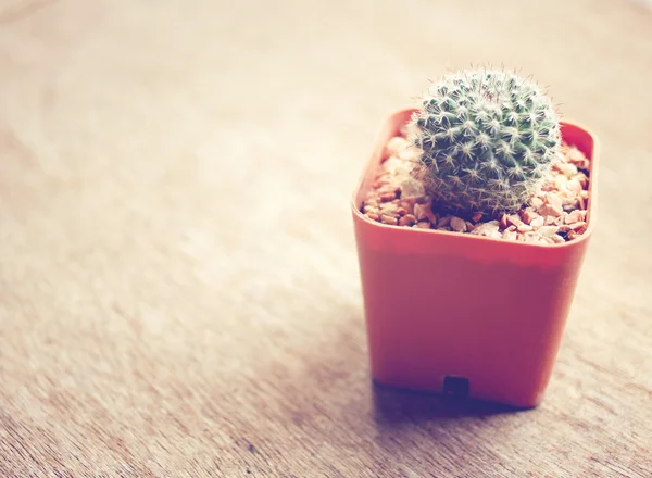 Cactus per la decorazione — Foto Stock