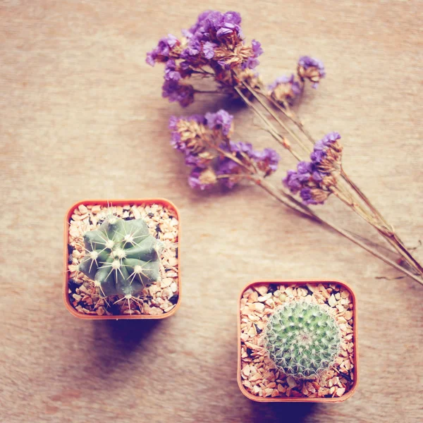 Cactus y flor — Foto de Stock