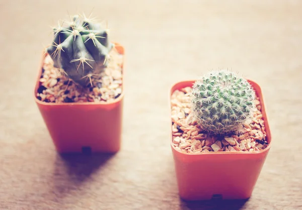 Cactuses for decoration — Stock Photo, Image