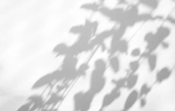 Leaves Natural Shadow Overlay White Texture Background Copy Space Overlay — Stok fotoğraf