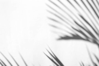 Ürün sunumu, arkaplan ve maketi, yaz mevsimi konseptini kaplamak için, beyaz doku arka planında doğal gölge bırakır