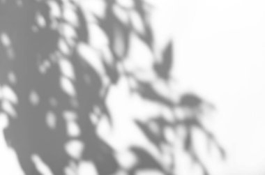 Ürün sunumu, arkaplan ve maketi, yaz mevsimi konseptini kaplamak için, beyaz doku arka planında doğal gölge bırakır