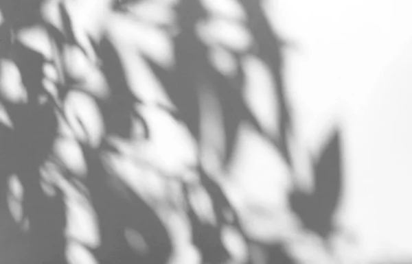 白いテクスチャの背景に自然な影のオーバーレイを残し 製品のプレゼンテーション 背景とコピースペースとモックアップのオーバーレイ用 — ストック写真