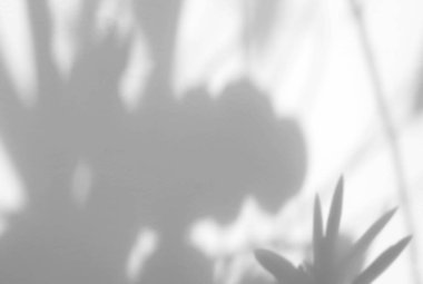 Organik, ürün sunumu, arkaplan ve modelleme üzerine kaplama için, beyaz doku arka planı üzerine doğal gölge bırakır 