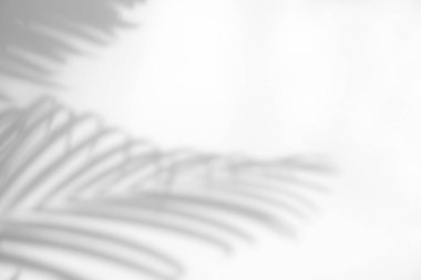 Soyut yapraklar, ürün sunumu, arkaplan ve modelleme üzerine kaplama için, beyaz doku arka planı üzerine doğal gölge örtüsü bırakır