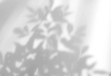 Soyut yapraklar, ürün sunumu, arkaplan ve modelleme üzerine kaplama için, beyaz doku arka planı üzerine doğal gölge örtüsü bırakır