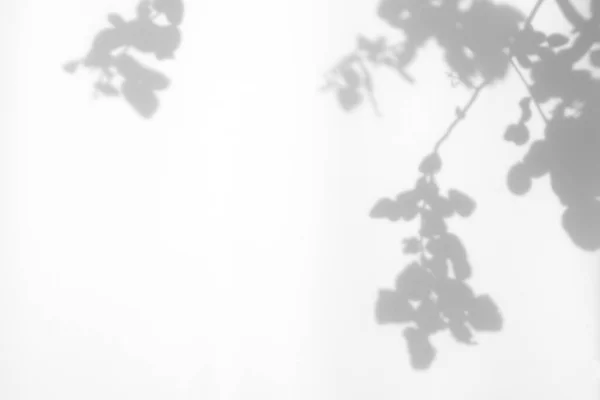 Abstrakte Blätter Natürliche Schatten Overlay Auf Weißem Textur Hintergrund Für — Stockfoto