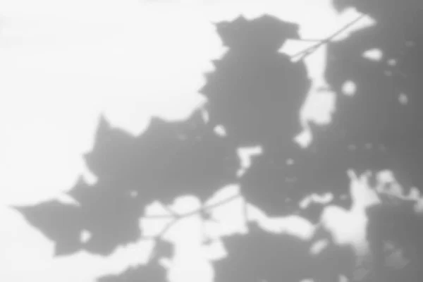 Abstrakte Blätter Natürliche Schatten Overlay Auf Weißem Textur Hintergrund Für — Stockfoto