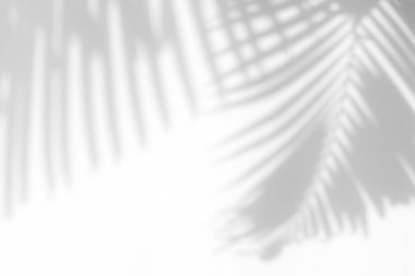 Soyut yapraklar, ürün sunumu, arkaplan ve modelleme üzerine kaplama için, beyaz doku arka planı üzerine doğal gölge örtüsü bırakır