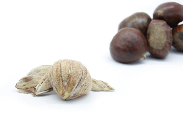 Chestnut — Stock Photo, Image