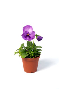 Beyaz arkaplanda çiçek saksısında açan menekşeler