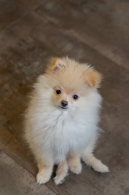 Kırmızı Pomeranya Tükürük Yavrusu 'nun portresi