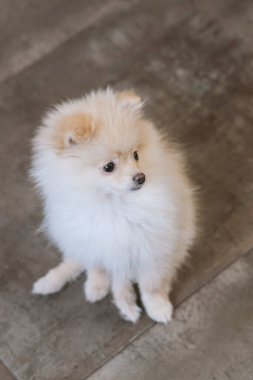 Kırmızı Pomeranya Tükürük Yavrusu 'nun portresi