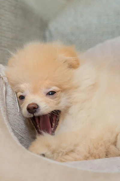 Puppy Pomeranian Pet Dog — Fotografia de Stock
