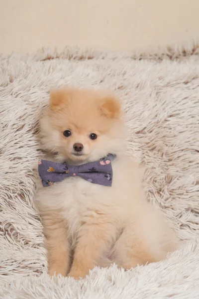 Puppy Pomeranian Pet Dog — Zdjęcie stockowe