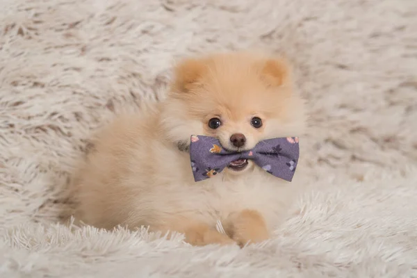 Puppy Pomeranian Pet Dog — ストック写真