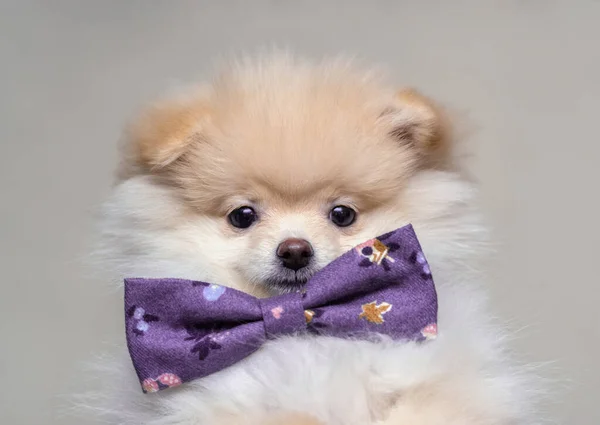 Puppy Pomeranian Pet Dog — Foto Stock