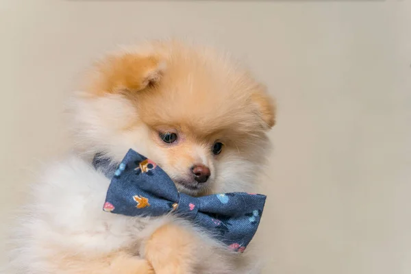 Puppy Pomeranian Dog Pet — Stock Photo, Image