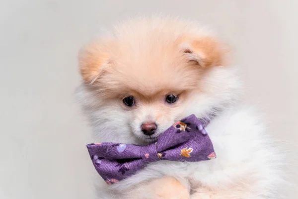 Puppy Pomeranian Pet Dog — ストック写真